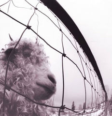 PEARL JAM - Vs.