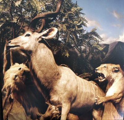 INTERPOL - Our Love To Admire