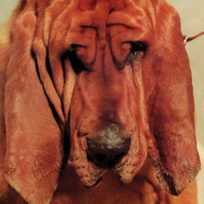 TY SEGALL - Goodbye Bread