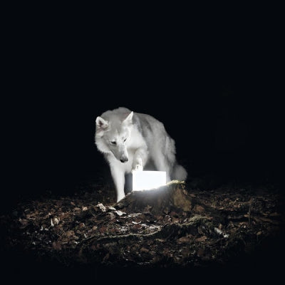 VANISHING LIFE - Surveillance