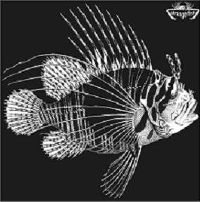VARIOUS - Strange Fish Three