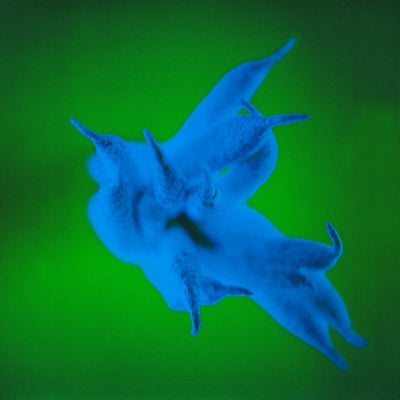 AIR MIAMI / TARNATION / SCHEER - Yeah, But...