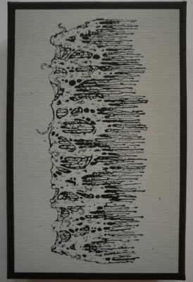 ANATOMIA - Dissecting Cadavers