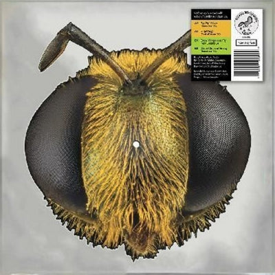 KING GIZZARD AND THE LIZARD WIZARD - Big Fig Wasp