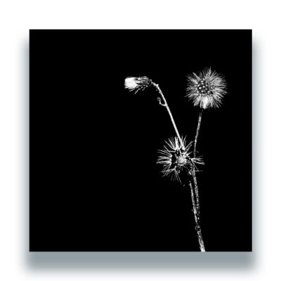 JON DASILVA AND SKYSKRAPA FEAT. DONALD WAUGH - Sun Brings Joy