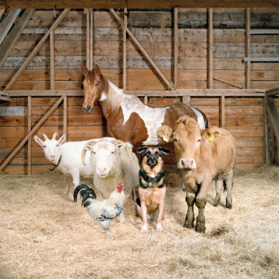 SPECIAL REQUEST - Special Request & Fwends