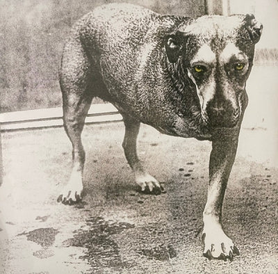 ALICE IN CHAINS - Alice In Chains