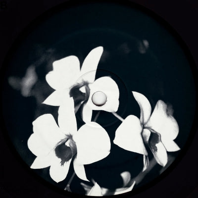 OVATOW - Phalaenopsis Revisited