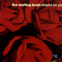 DARLING BUDS - Shame On You