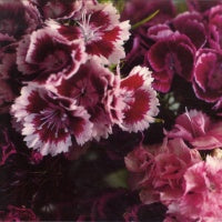 BIFF BANG POW - The Girl  Who Runs The Beat Hotel