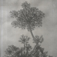 CAROUSELL - Black Swallow & Other Songs