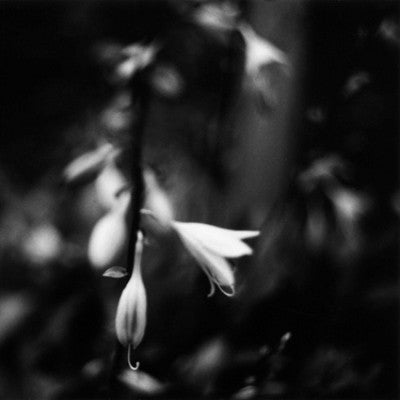 PAINTING PETALS ON PLANET GHOST - Transparent Winter