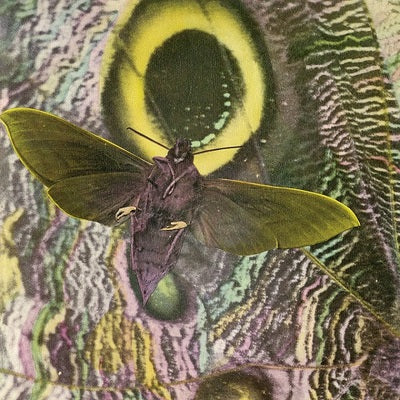 THE MOTHMEN - Pay Attention!