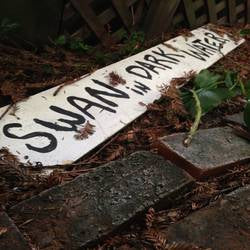 SHAGBARK LANE - Swan in Dark water
