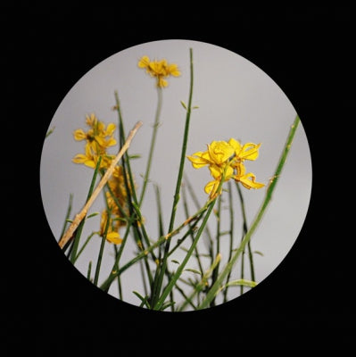 CHRISTIAN JAY / LARRY DE KAT / FLORIST / CHRISTIAN JAY & CRUMP - BPBL01.1