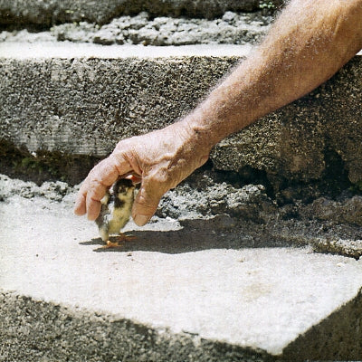 BIG THIEF - Mythological Beauty