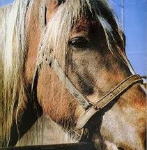 TERVEET KäDET - The Horse