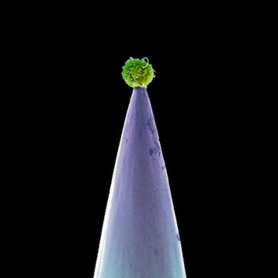 PETER GABRIEL - New Blood