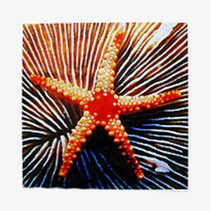 ASTRAL SOCIAL CLUB - Star Guzzlers