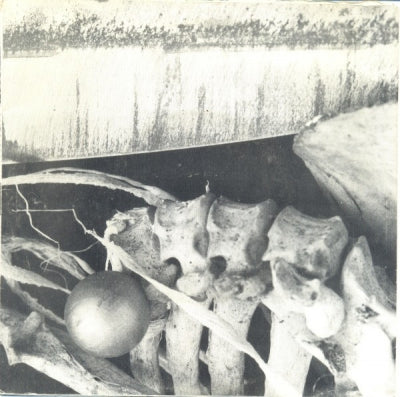 SMELL & QUIM / TAINT - Death Baby Fuck / Adipocere