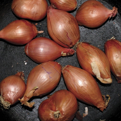 TY SEGALL - Fried Shallots