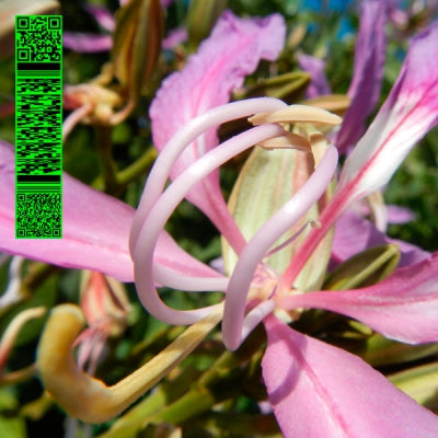 AVALON EMERSON - Whities 013