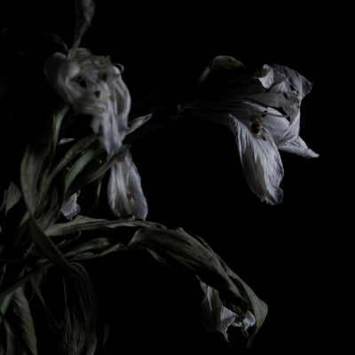 CAVERNLIGHT - As We Cup Our Hands And Drink From The Stream Of Our Ache