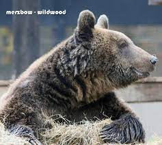 MERZBOW - Wildwood
