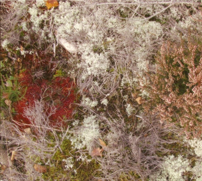 FURSAXA - Mycorrhizae Realm