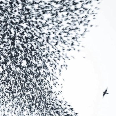 WILCO - Sky Blue Sky